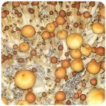 Псилоцибиновые (галлюциногенные)  грибы Psilocybin "Golden Teacher" в Красноуфимске