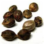 Семена марихуаны АК-47  (Seeds AK-47) в Красноуфимске